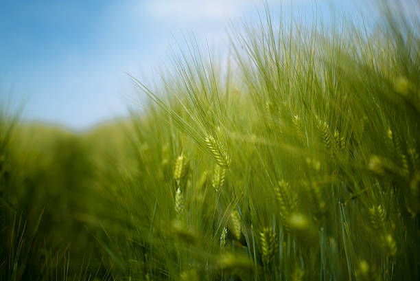 istock Young green barley crop field 490541966