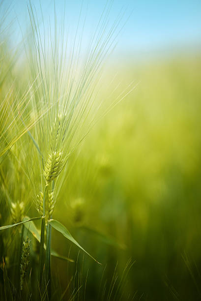 istock Young green barley crop field 490542090