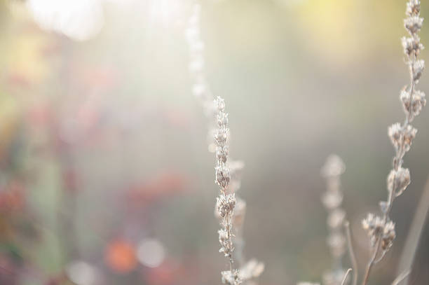 istock Forest meadow with wild grasses at sunset. 490542214