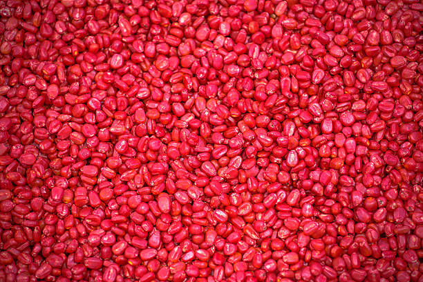 semilla de maíz rojo - genetic modification corn corn crop genetic research fotografías e imágenes de stock