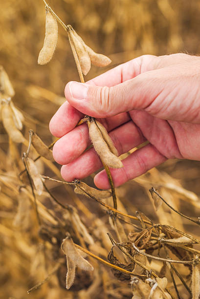 istock Farmer hand in harvest ready soy bean field 490542528
