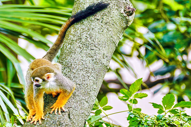 Common Squirred Monkey. Common Squirred Monkey in its natural habitat in the wild. little monkeys playing on roof stock pictures, royalty-free photos & images