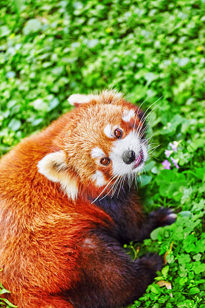 Red Panda Fox Stock Photos, Pictures & Royalty-Free Images - iStock