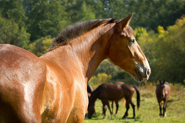 istock Golden horse 490543038