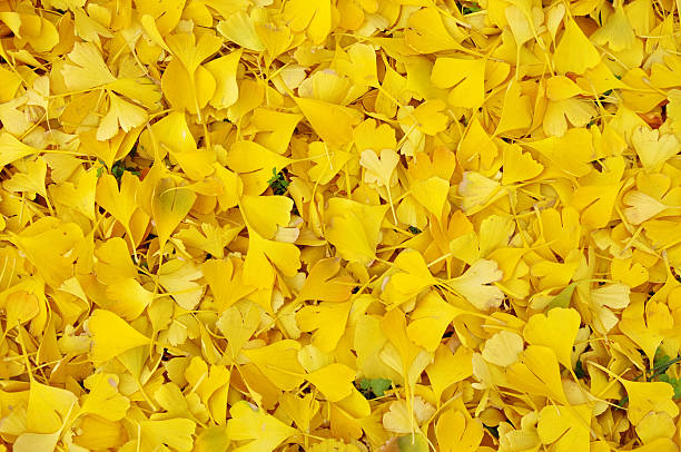 istock Fallen ginkgo biloba leaves in autumn 490544046