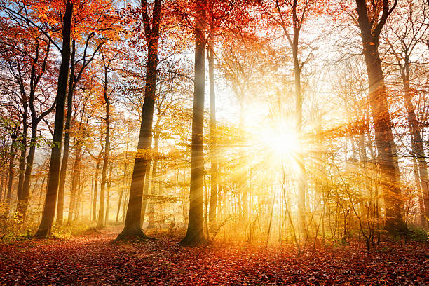 istock Beautiful autumn sunlight in a forest 490544780