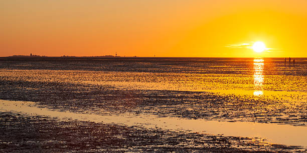 istock Germany, Lower Saxony, National park, Low tide at sunset 490545486