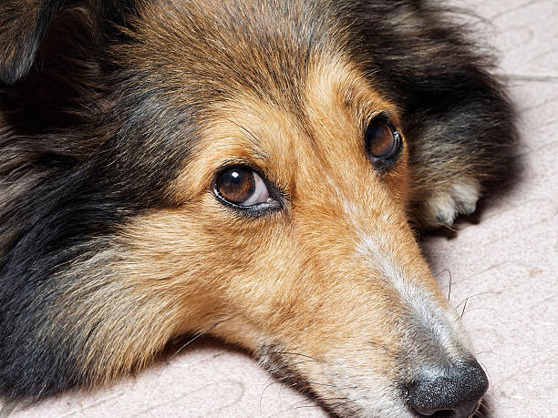 istock Dog, Shetland sheepdog, collie, Studio shot. 490545798