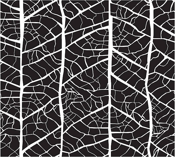 illustrazioni stock, clip art, cartoni animati e icone di tendenza di foglia vene seamless texture motivo - leaf vein