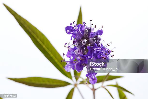 Vitex Chaste Tree Medical Plant Stock Photo - Download Image Now - 2015, Blossom, Cut Out