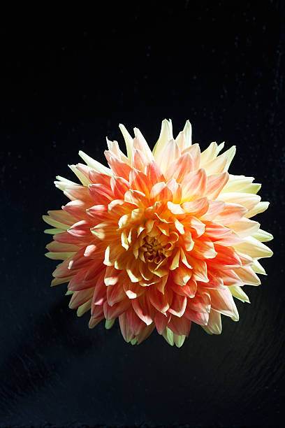 istock Pink dahlia, blossom, dark background 490548162