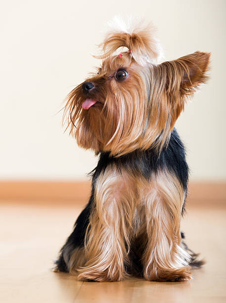 istock Yorkshire Terrier dog sitting on  floor indoor 490548200