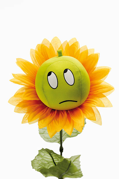 istock Sad sun flower against white background 490548602