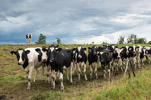 istock Black spotted cows and a threatening cloudy sky 490549158
