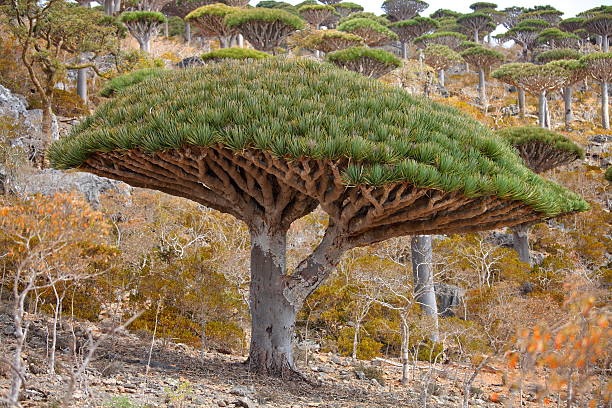 istock Dragon trees in Socotran highlands 490549388