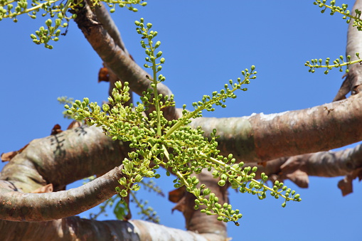 Frankincense (or Boswellia) tree - one of the famous endemics of Socotra island.