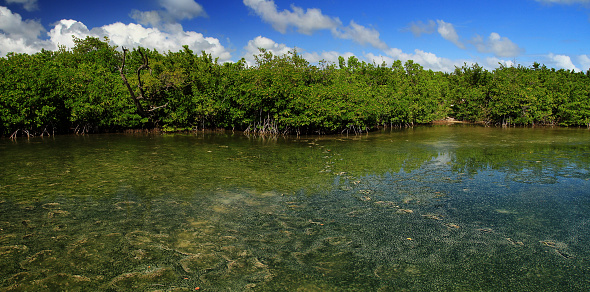 Mangrove panorama in Martinique island, France