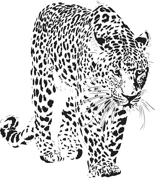 Vector illustration of Leopard illustration (Panthera pardus)