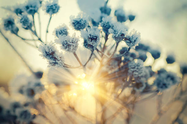 frozen meadow plant - bloesem fotos stockfoto's en -beelden