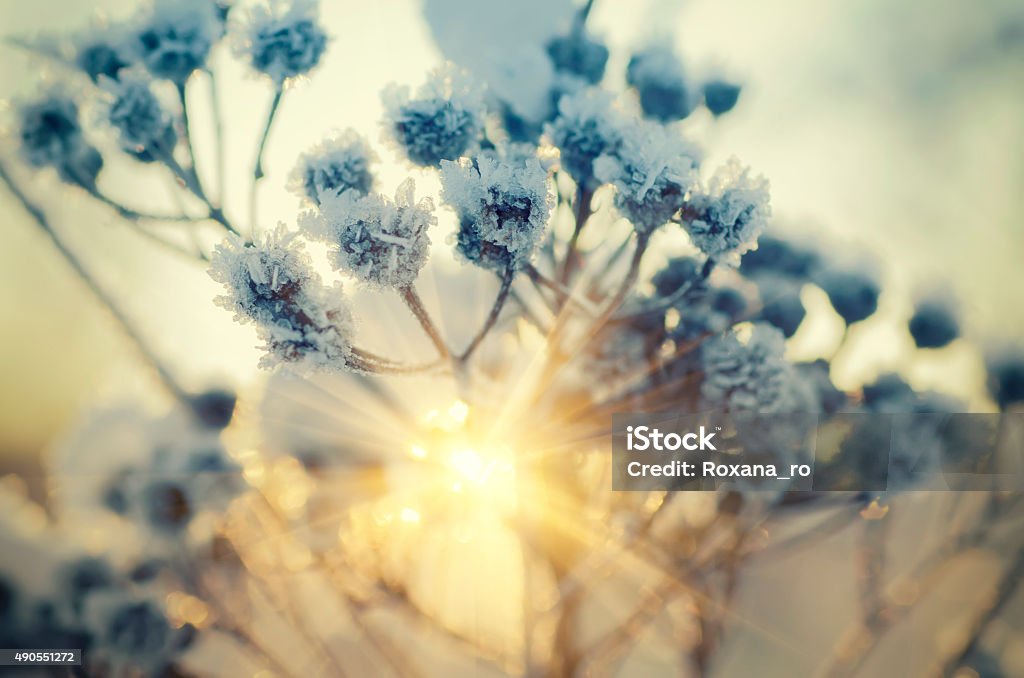Frozen meadow plant Frozen meadow plant, natural vintage winter  background, macro image with sun shining Winter Stock Photo