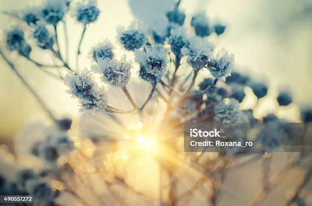 Frozen Meadow Plant Stock Photo - Download Image Now - Winter, Landscape - Scenery, Frost