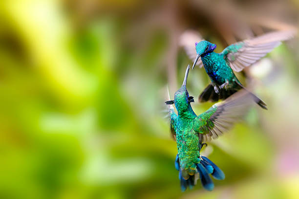 istock Sparkling Violetear Hummingbird fighting on flight 490553447