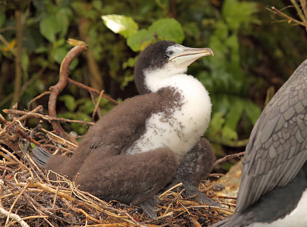 istock Pied Shag Baby 490553653