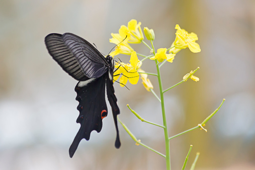 Papilio Bianor Butterfly at Spring, South Korea.