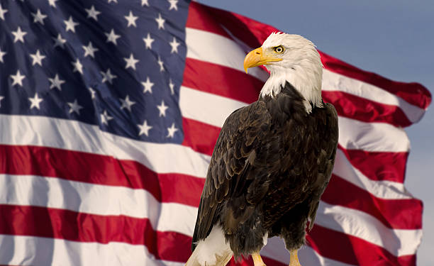 águila calva con bandera de estados unidos de américa - bald eagle fotografías e imágenes de stock