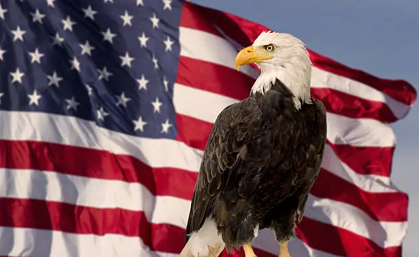 Photo of Bald Eagle with Flag United States of America