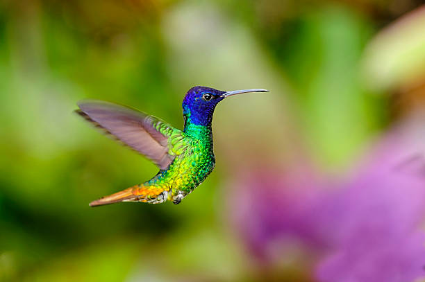 istock Humming Bird Golden-tailed Sapphire 490554097
