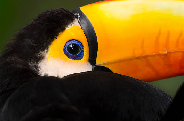 toucan Iguacu stock photo