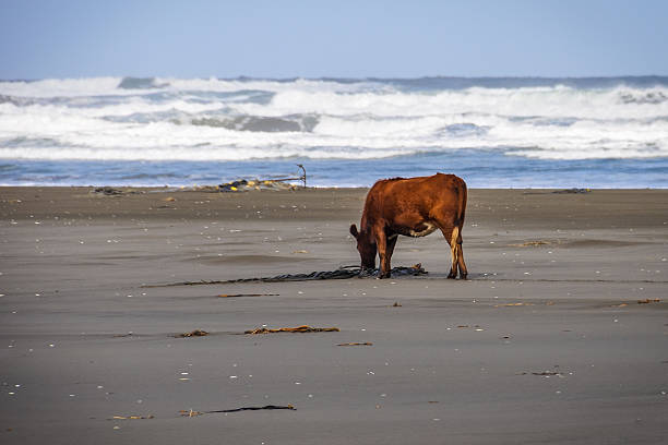 istock Cow on the beach, Chiloe Island, Chile 490554368