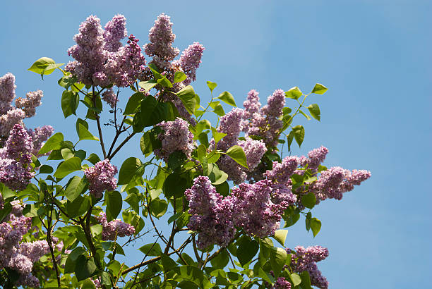istock Lilac blossoms and perfect blue sky in spring 490554677