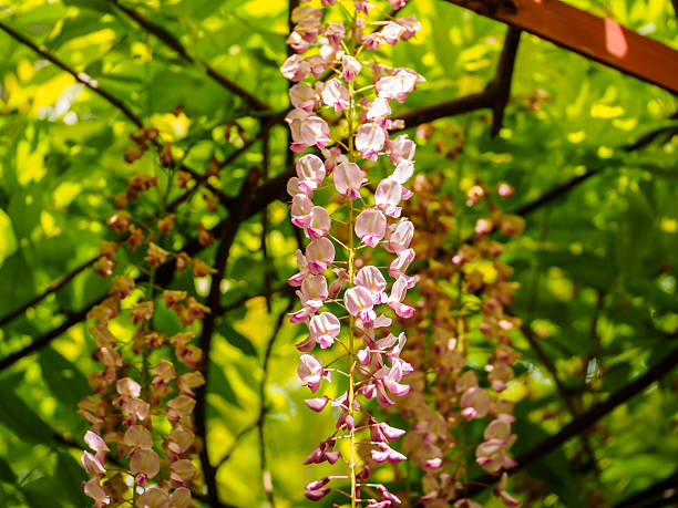 istock Spring flowers series, Wisteria trellis 490556109