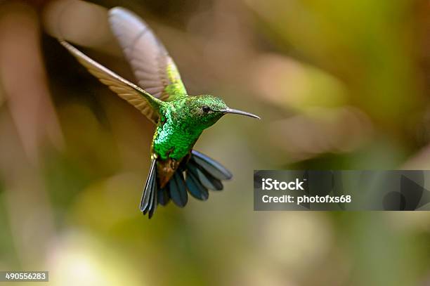 Copperrumped Blue Tail Hummingbird Stock Photo - Download Image Now - Hummingbird, Feeding, Bird