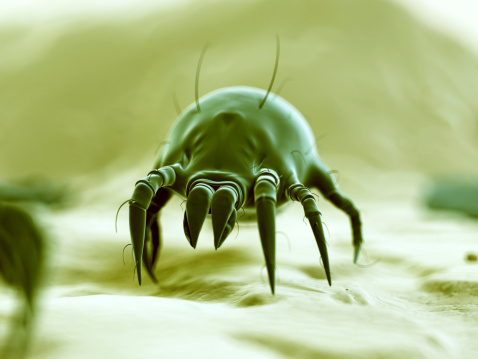 medical 3d illustration - typical dust mite