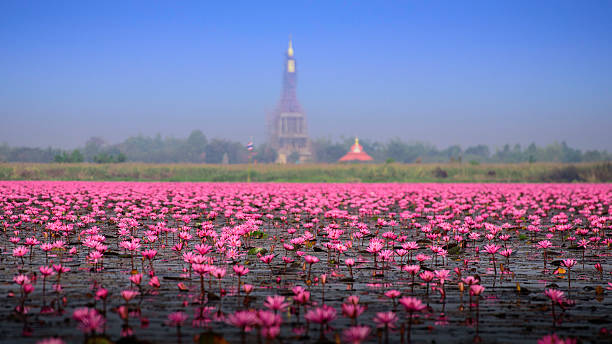 mer de lotus rose, nong han, udon thani, en thaïlande - lotus reflection flower single flower photos et images de collection