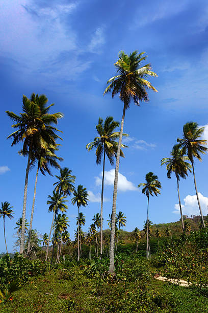 istock Forest of palm tree, Samana, Dominican republic 490556771