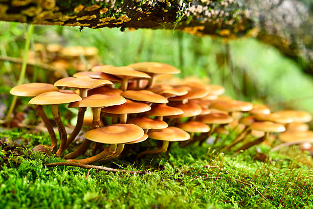 cogumelos silvestres - edible mushroom mushroom fungus colony imagens e fotografias de stock