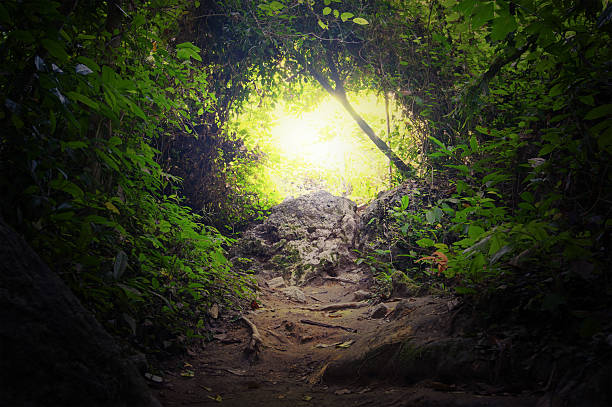 istock Natural tunnel in tropical jungle forest 490556999