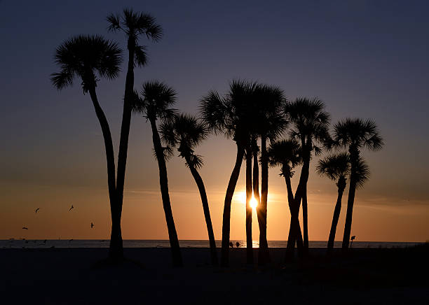 istock Palm Trees on the Beach at Sunset 490557523