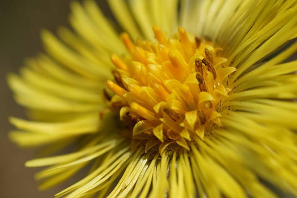 istock Macro of inula flower 490557729