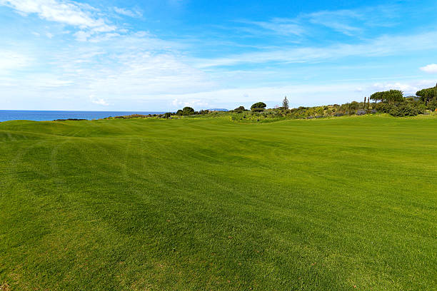 istock Green field and blue sky 490558265
