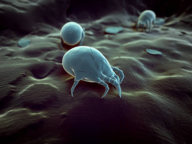 dust mite stock photo