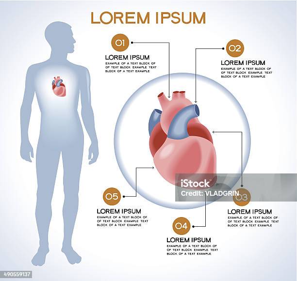 내부 인간 장기 심장 인체에 대한 스톡 벡터 아트 및 기타 이미지 - 인체, 남성상, 교육