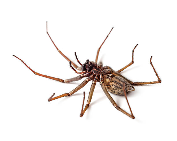 Dead spider Dead deadly spider isolated on white background spider with prey stock pictures, royalty-free photos & images