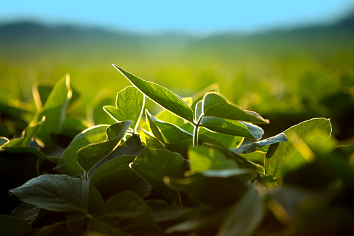 A vibrant and healthy crop of soybean leaves