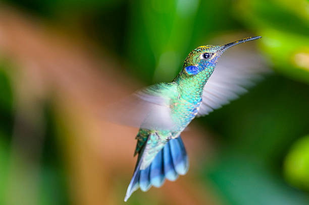 istock Sparkling Violetear Hummingbird 490560171
