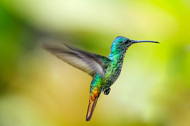 istock Golden-tailed Sapphire Hummingbird 490560175